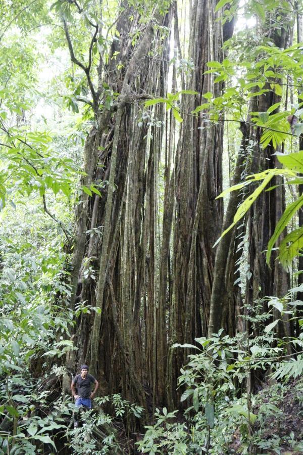 Puerto Jiménez Finca Sueno De Osa מראה חיצוני תמונה