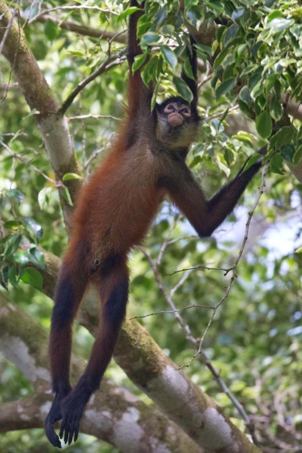 Puerto Jiménez Finca Sueno De Osa מראה חיצוני תמונה